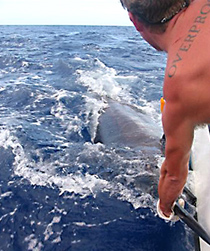 Pulling in an Atlantic Blue Marlin on a Deep Sea Fishing Charter